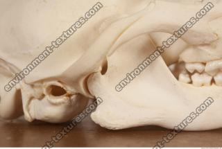 photo reference of skull 0048